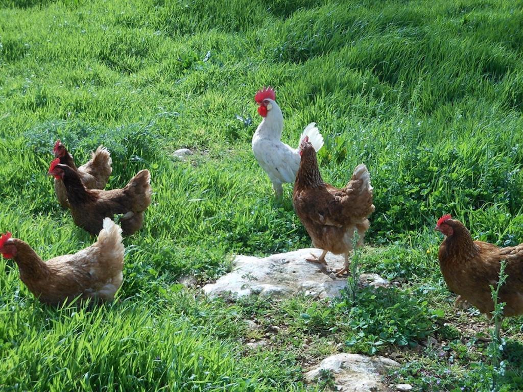 הוילה מרטינה פרנקה Agriturismo Masseria Casedde Vecchie מראה חיצוני תמונה