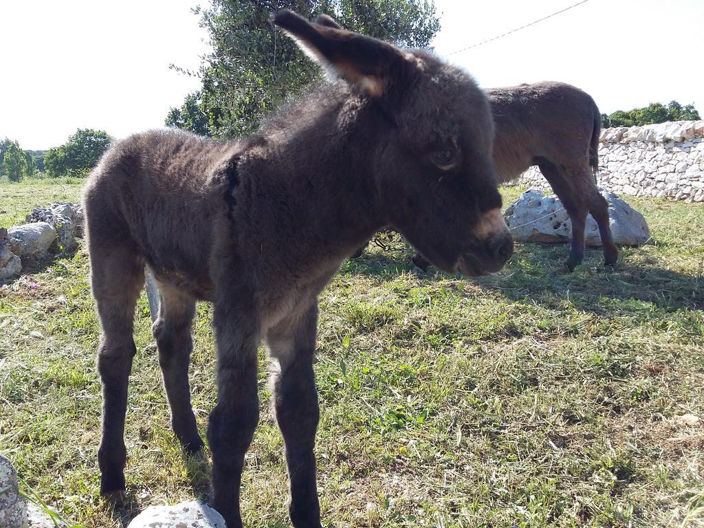 הוילה מרטינה פרנקה Agriturismo Masseria Casedde Vecchie מראה חיצוני תמונה